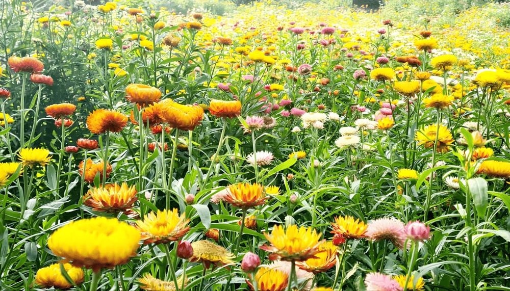 The landscaping is immaculate, with winding paths, neatly trimmed hedges, and flower beds arranged around a green sculpture spelling out “SAPA” (Source: Fanpage Núi Hàm Rồng Sa Pa - Ham Rong Mountain Sa Pa)